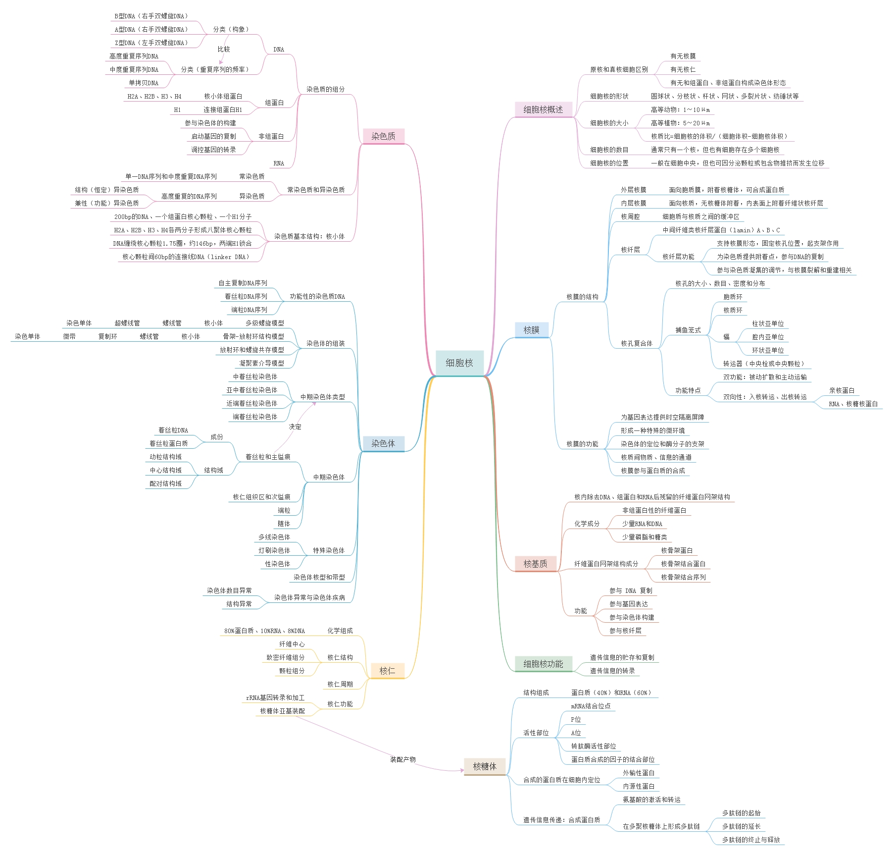 第六讲 细胞核-思维导图.jpg